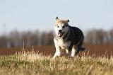 ALASKAN MALAMUTE 808